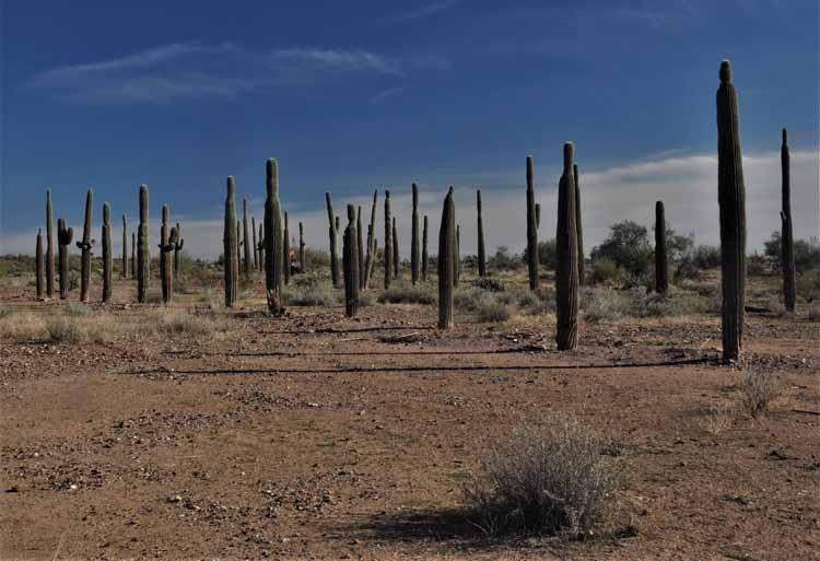 saguaro replant